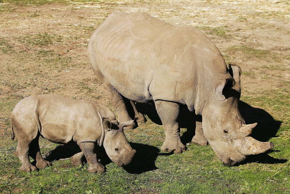 -Un petit rhinocéros blanc du sud de trois mois, se détend avec sa mère. Kei a été présenté au reste du troupeau du rhino blanc du zoo cette semaine avec sa mère. Photo de Cameron Spencer / Getty Images.