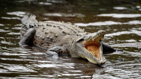 Indonésie : une femme tuée par un crocodile dans une palmeraie de l’île de Bornéo