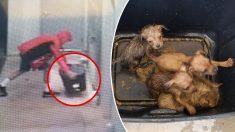 Un homme a été filmé en train d’abandonner des chiots dans une boîte fermée, la police cherche à l’identifier