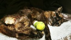 Un chat agressé sexuellement, brûlé et jeté au bord de la route a été trouvé, couvert d’asticots