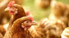 Nantes: une association récupère des poules prévues pour l’abattoir et vous propose de les adopter