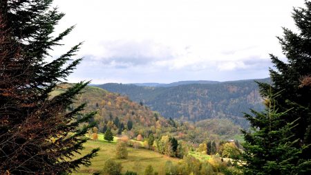 Vosges : des sapins meurent sur pied, tués par la sécheresse et la chaleur