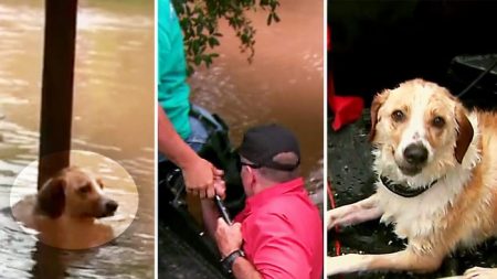 Vidéo : une équipe de journalistes sauve un chien enchaîné lors d’une inondation – voici comment l’histoire s’est terminée