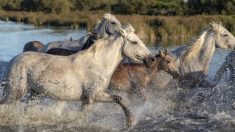 6 femmes risquent leur vie pour sauver 100 chevaux de la noyade lors d’une inondation