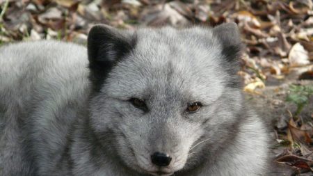 De la Norvège au Canada, une renarde polaire parcourt l’Arctique en moins de 80 jours