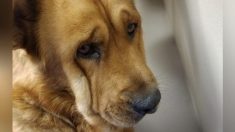 Un chien refusait de regarder qui que ce soit après la mort de son propriétaire. Tout a changé quand il a rencontré cet homme