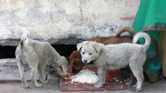 Un jeune Brésilien en a assez de voir des chiens affamés – il ouvre un restaurant spécialement pour eux