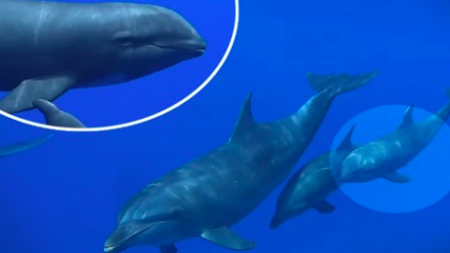 Un dauphin tursiops adopte un dauphin d’Électre et l’élève comme son bébé