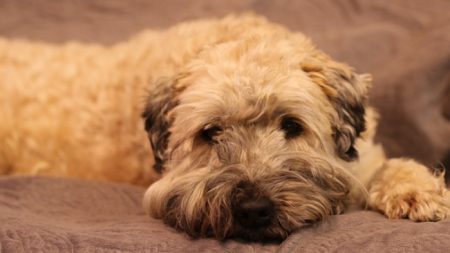Un chien meurt le même jour que sa propriétaire, séparée de lui dans une maison de retraite