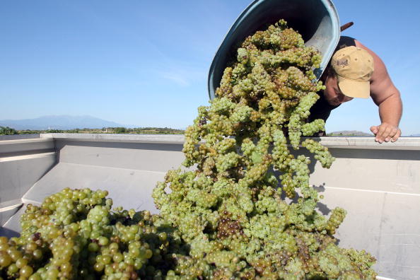 -Les gens récoltent les raisins Muscat le 17 août 2010 dans un vignoble du domaine de Rombeau à Rivesaltes, dans le sud de la France, lançant les vendanges en France. Photo RAYMOND ROIG / AFP / Getty Images.