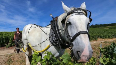 Champagne : chez De Sousa, le cheval est l’avenir de la vigne