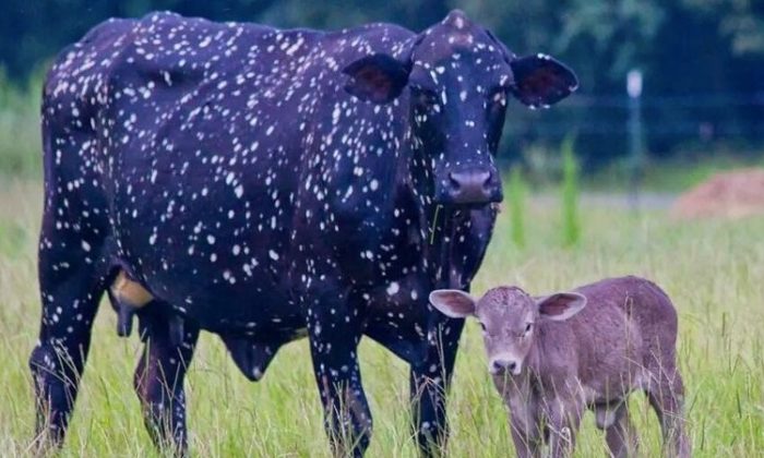Celeste the cow beside a young calf. (Reddit | Unicorns and Jerky)
