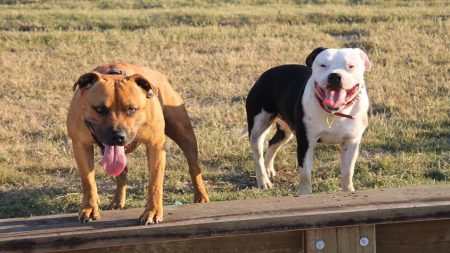 Marseille : deux chiens attachés avec des câbles électriques et traînés dans les rues par un deux-roues