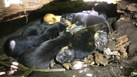 Une chienne avec une patte cassée donne naissance à 13 chiots, puis insiste pour les transporter en lieu sûr