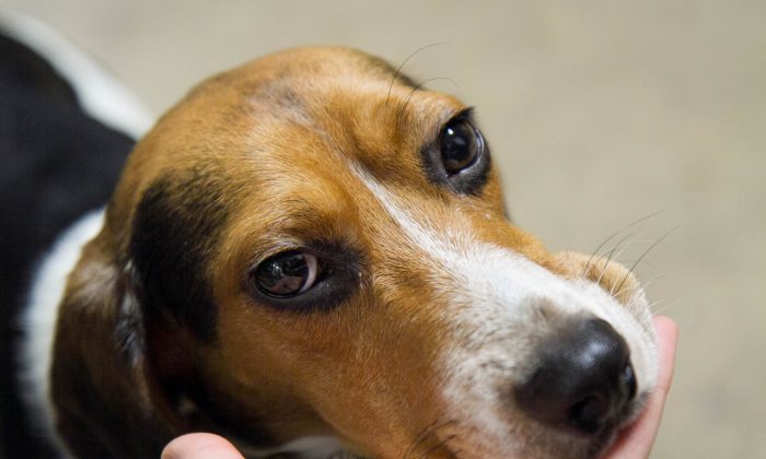 Photo d'illustration d'un beagle. (Holly Kellum/Epoch Times)