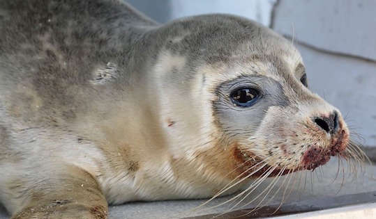 (Photo : crédit Facebook/ Centre de Soins de la Faune Sauvage LPA de Calais).