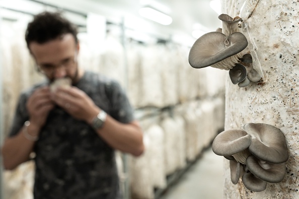 -Simone Zanoni, le chef d'origine italienne du restaurant étoilé Le George du Four Hôtel George V à Paris sent les champignons fraîchement cueillis à la ferme de champignons préférée de ce restaurant, le 12 septembre 2019 Photo de Philippe LOPEZ / AFP / Getty Images.