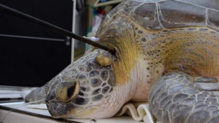 Une tortue de mer retrouvée avec une lance dans le cou, le dernier acte d’une série d’attaques en Floride