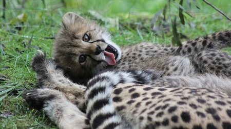Naissance de cinq bébés guépards à la Réserve africaine de Sigean : un heureux événement pour une espèce menacée