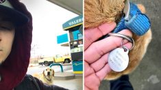 Un jeune homme pense avoir trouvé un chien errant à la station-service jusqu’à ce qu’il lise sa médaille : «Je ne suis pas perdu, j’aime juste vagabonder»