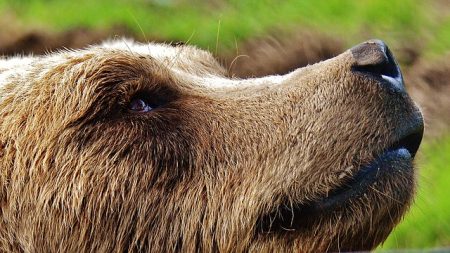 Grâce à la mobilisation d’associations, l’ours Mischa ne sera plus présenté en spectacle