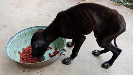 Une femme adopte un chien affamé pour lui permettre de mourir dignement, mais l’amour change son destin après 2 mois