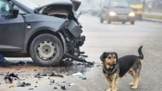 La photo d’un chien qui refusait de quitter la scène d’un accident de voiture tragique est devenue virale