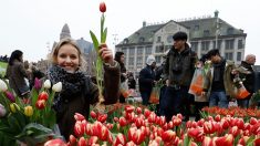 « Tromperie » au marché aux fleurs d’Amsterdam : les bulbes de tulipes ne fleurissent pas