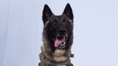 La photo d’un chien, héros de l’assaut américain contre le chef de l’État islamique, déclassifiée