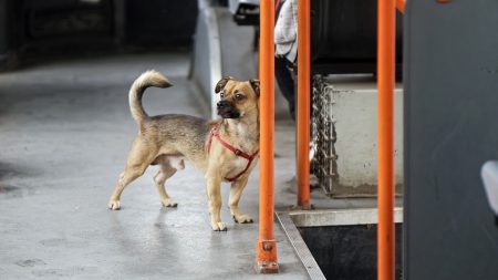 Nord : la laisse d’un chien reste coincée entre les portes du tram, le conducteur refuse de s’arrêter et traîne l’animal sur plusieurs mètres