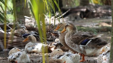 Des canards trop bruyants poursuivis en justice