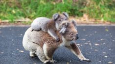 Australie : Une collecte de fond en ligne dépasse le million de dollars en faveur des koalas brûlés par les feux de brousse