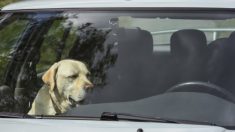 Un agent fait asseoir une femme dans une voiture surchauffée après qu’elle a enfermé son chien à l’intérieur sans ventilation