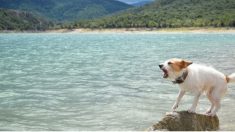 Une chienne ne cesse d’aboyer et de pousser son propriétaire sur la plage, il est surpris quand il en découvre la raison