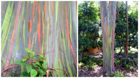 L’eucalyptus arc-en-ciel, le seul arbre qui ressemble à une authentique œuvre d’art peinte par les dieux