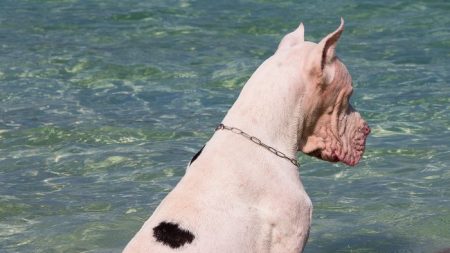 La maîtresse de ce dogue danois lui dit : «Tu ne peux pas nager avec ta brassière» – sa réaction capricieuse est hilarante