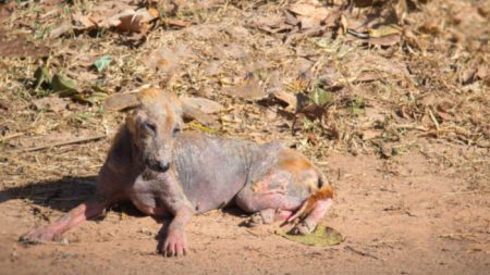 Une chienne âgée abandonnée, jetée avec les ordures, rampe hors d’une maison en démolition