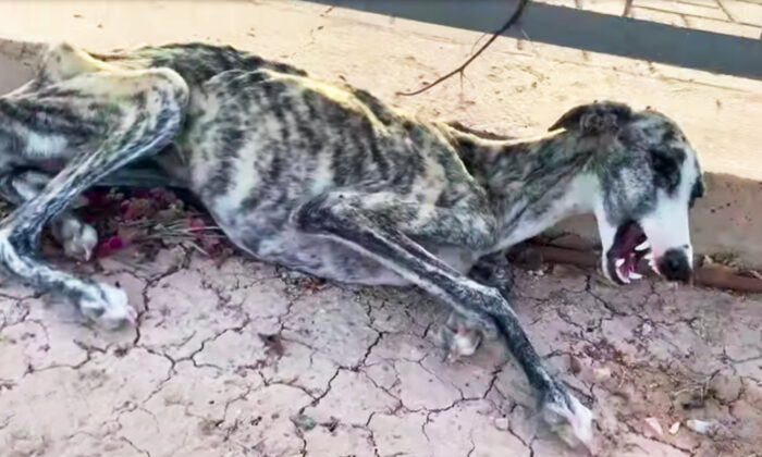 (Copie d'écran YouTube | Sun Greyhounds Animal Rescue)