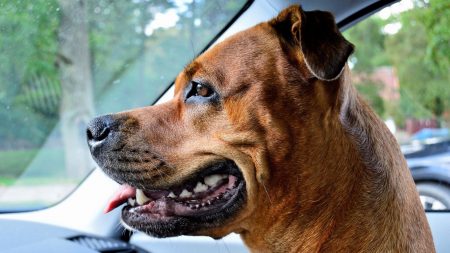 Femme enceinte tuée en forêt : que disent les professionnels habitués à s’occuper des chiens ?