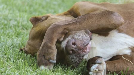 Un chien errant qui a été poignardé 5 fois en sauvant une femme d’une attaque au couteau est adopté