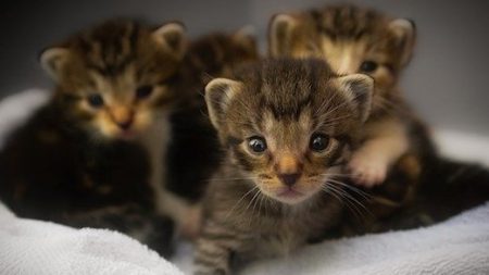 Canada : une chienne errante sauve du froid glacial des chatons abandonnés