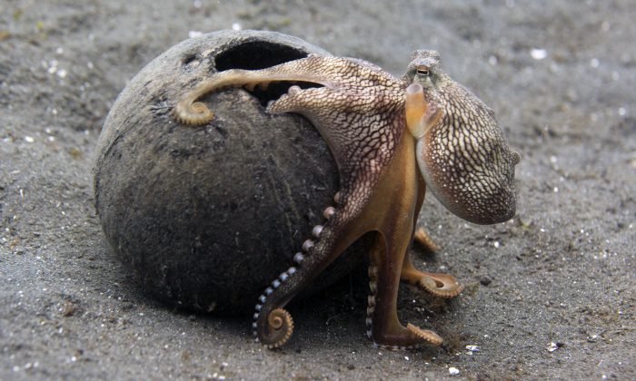Une photo d'archive d'une pieuvre (Illustration - Shutterstock)