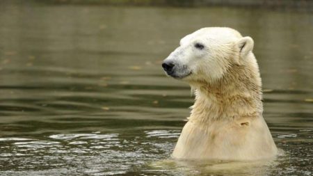 La population canadienne d’ours blancs prospère, contrairement à ce que disent les discours sur le changement climatique