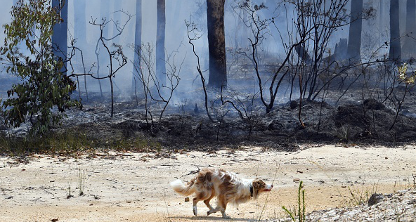 Les chiens sont les précieux alliés des koalas dans les incendies en Australie - Image d'illustration - (SAEED KHAN/AFP via Getty Images)