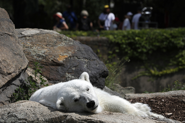 À sa mort en juillet 2018, l'ours blanc vedette du zoo d'Amnévilel aurait été tronçonné - Image d'illustration (Michele Tantussi/Getty Images)