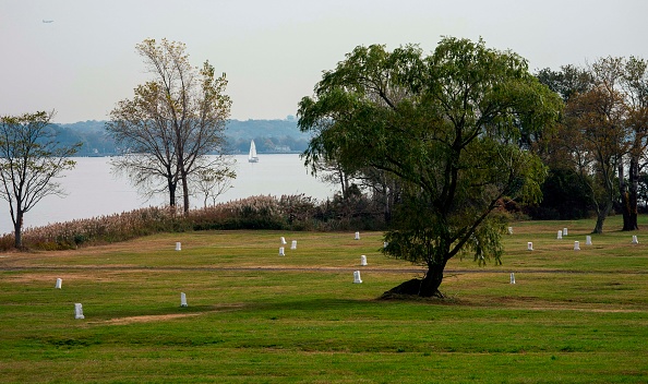 -Des pierres blanches marquent les lieux de sépulture dans le champ de Potter sur Hart Island, le 25 octobre 2019 à New York. Photo de DON EMMERT / AFP via Getty Images.