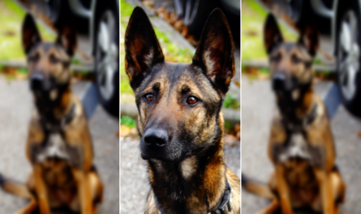 Omega fait partie de la brigade canine de Grenoble depuis le mois de septembre (Police Nationale)