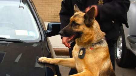 Une vidéo montre un chien policier en train de mettre au sol un suspect armé d’un couteau qui a frappé un policier au visage