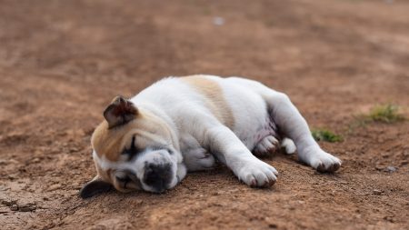 Un chien essaie de «réveiller» son ami, sans comprendre que l’autre chien est mort