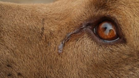 Un chien «pleure» tous les soirs en attendant d’être enfin adopté, le refuge partage sa triste photo comme dernier espoir